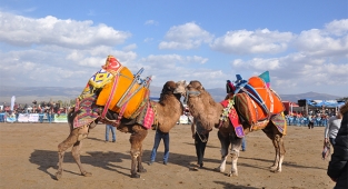 2. Geleneksel Üzüm Diyarı Alaşehir Deve Güreşleri Yapıldı