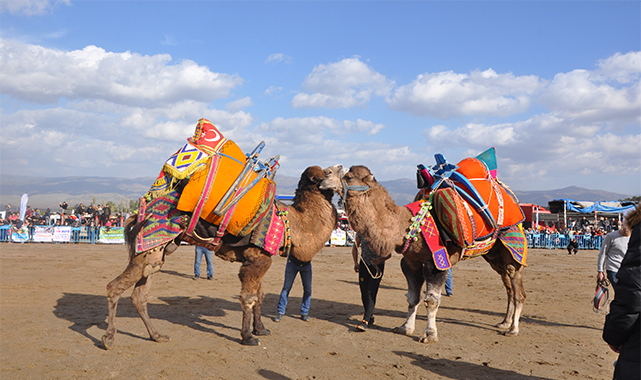 2. Geleneksel Üzüm Diyarı Alaşehir Deve Güreşleri Yapıldı