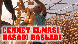Alaşehir'de Cennet Elması Hasadı Başladı