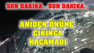 Aniden Önüne Çıkınca Kaçamadı
