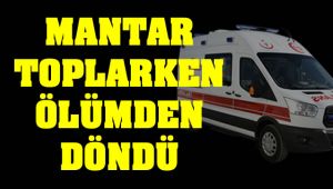 Mantar Toplarken Az Daha Canından Oluyordu!