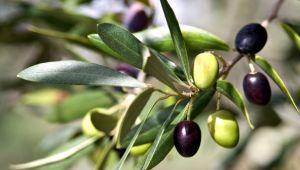 Zeytin ağaçlarındaki dökülmelerin sebebi açıklandı!