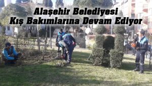 Alaşehir'de Ağaçların Budama ve Bakım Çalışmaları Devam Ediyor
