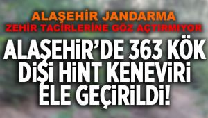 363 Kök Hint Keneviri Ele Geçirildi
