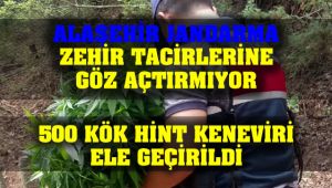 Alaşehir'de 500 Kök Hint Keneviri Ele Geçirildi