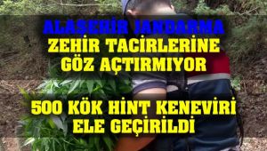 Alaşehir'de Yasa Dışı Hint Keneviri Ekimi Yapan Bir Kişi Yakalandı