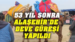 Alaşehir'de Deve Güreşi Yapıldı