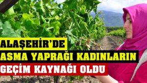 Alaşehir'de Asma Yaprağı Kadınların Geçim Kaynağı Oldu