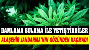 Damlama Sulama Sistemiyle Kenevir Yetiştirdiler! Alaşehir Jandarma'nın Gözünden Kaçmadı