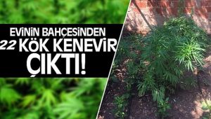Evinin Bahçesinde Hint Keneviri Yetiştirdi 