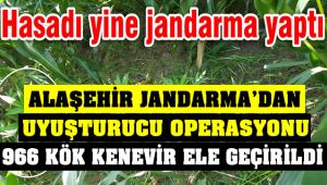 Alaşehir Jandarma'dan Kenevir Operasyonu
