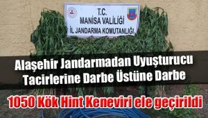 Alaşehir Jandarma 1050 Kök Hint Keneviri Ele Geçirdi