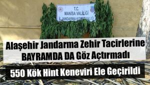 Alaşehir Jandarma 550 Kök Hint Keneviri Ele Geçirdi