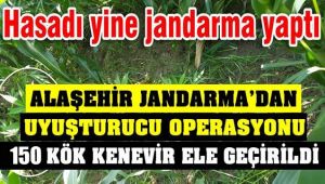 Alaşehir Jandarma 150 Kök Kenevir Ele Geçirdi