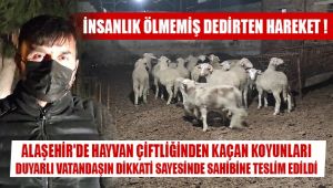 Alaşehir'de çiftlikten kaçan koyunlar sahibine teslim edildi