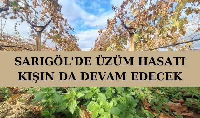 Sarıgöl'de üzüm hasatı kışın da devam edecek