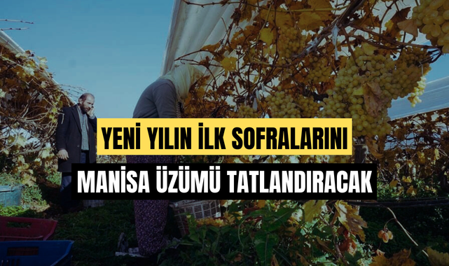 Manisa üzümü yılbaşındada sofralarda