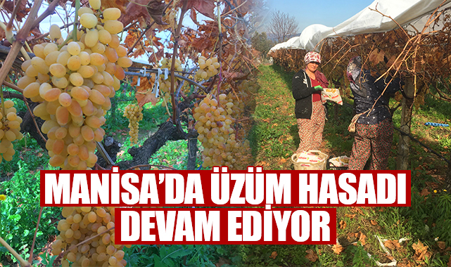 Manisa'da üzüm mesaisi devam ediyor