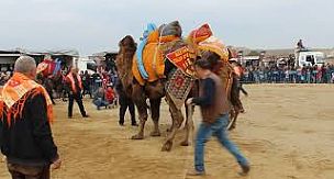 1.Geleneksel Üzüm Diyarı Alaşehir Deve Güreşi Yapıldı.