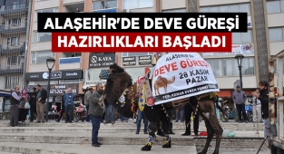 Alaşehir'de Deve Güreşleri Hazırlıkları Başladı